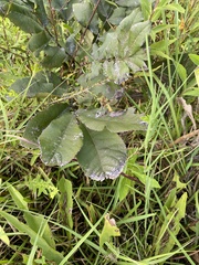 Carya texana