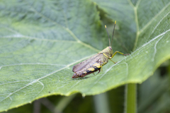 Catantopinae
