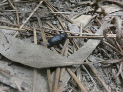 Spondylis buprestoides