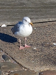 Larus argentatus