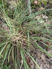 Carex scoparia