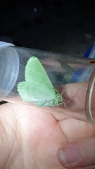 Geometra papilionaria