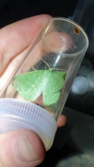 Geometra papilionaria