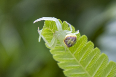 Massuria