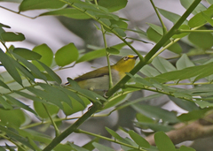 Zosterops palpebrosus