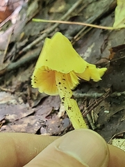 Entoloma murrayi