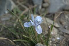 Irideae