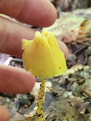 Entoloma murrayi