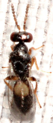 Euplectrus