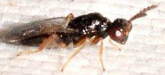 Euplectrus