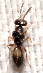 Euplectrus