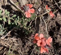 Indigofera heterophylla