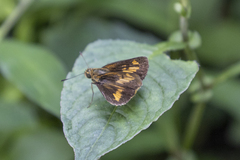 Oriens goloides