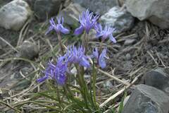 Moraea mediterranea