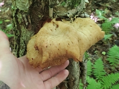 Bresadolia craterella