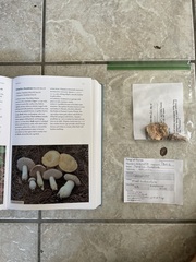 Xanthoconium stramineum