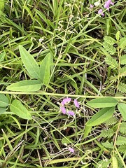 Desmodium glabellum