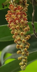 Robiquetia spathulata, photograph (c) desertnaturalist, some rights reserved (CC BY)