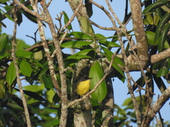 Todirostrum cinereum