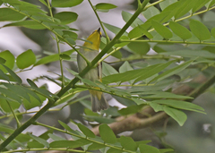 Zosterops palpebrosus