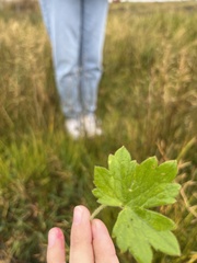 Geranium viscosissimum