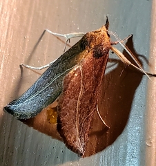 Phyprosopus callitrichoides