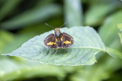 Oriens goloides