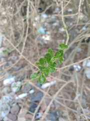 Dunalia brachyacantha