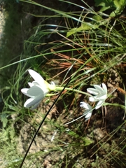Hesperantha falcata