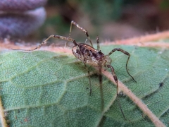 Paroligolophus agrestis