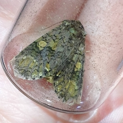 Craniophora ligustri