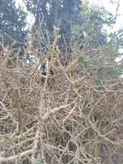 Dunalia brachyacantha