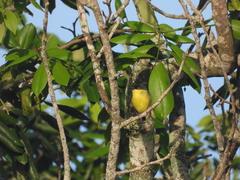 Todirostrum cinereum