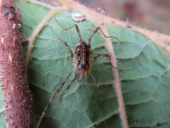 Paroligolophus agrestis