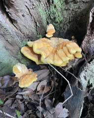 Laetiporus sulphureus