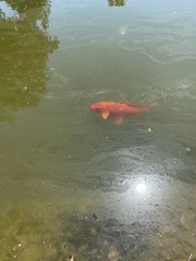 Cyprinus rubrofuscus