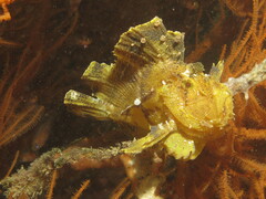 Taenianotus triacanthus