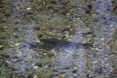 Salmo trutta fario