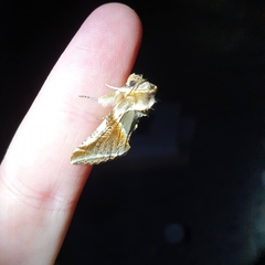 Habrosyne pyritoides