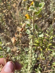 Malacothamnus marrubioides