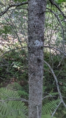 Larix laricina