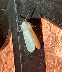 Spilosoma congrua