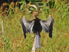 Anhinga melanogaster