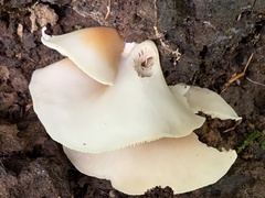 Crepidotus