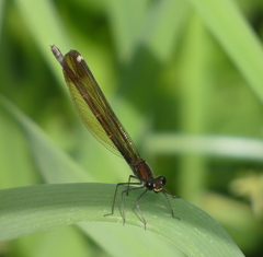 Calopteryx haemorrhoidalis