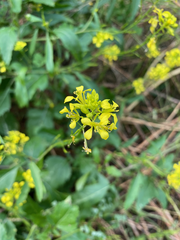 Rhamphospermum nigrum