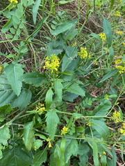 Rhamphospermum nigrum