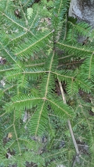 Abies balsamea