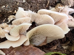 Crepidotus