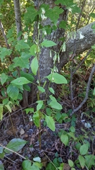 Nabalus trifoliolatus